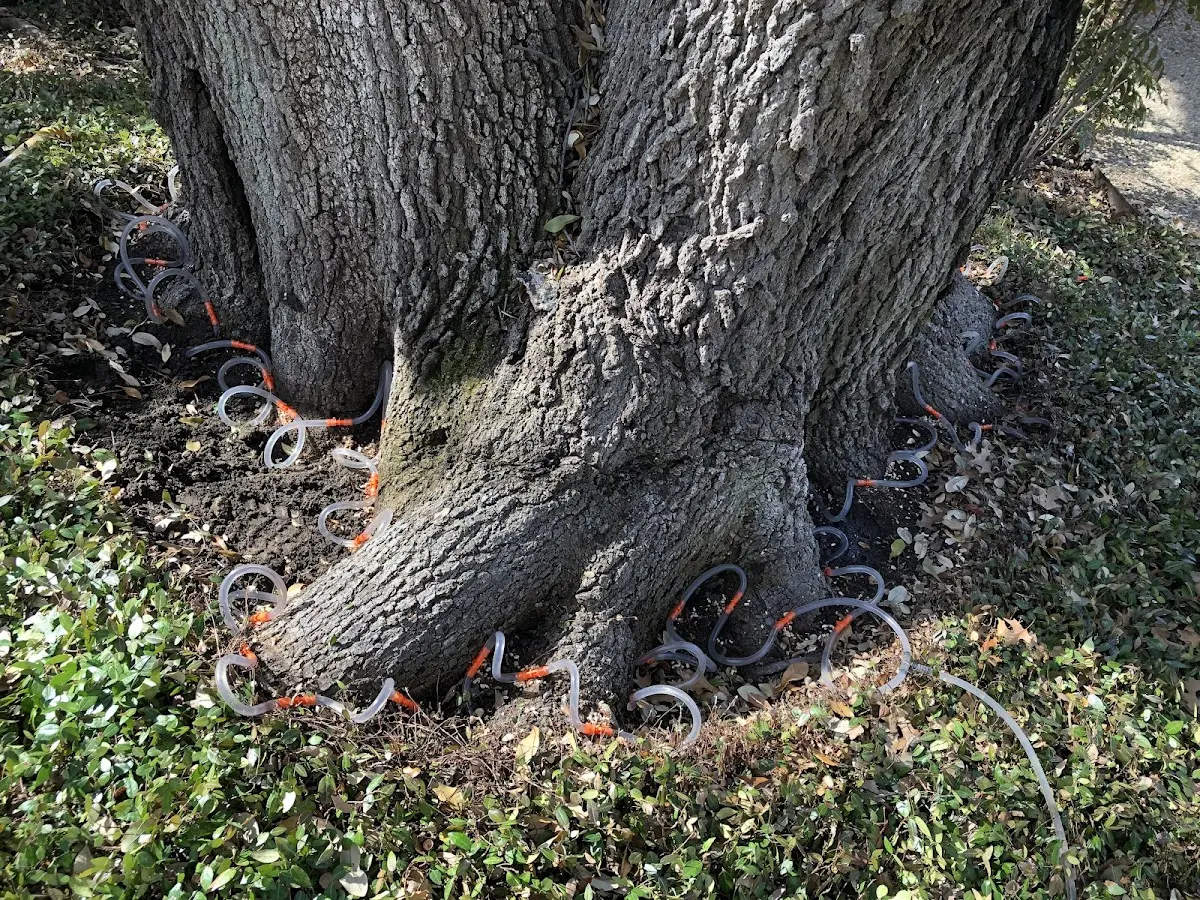 Detailed Tree Cabling and Bracing job site in Lilburn