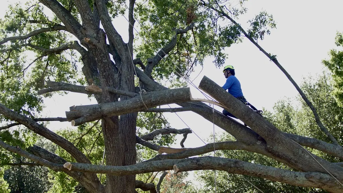 Professional Crown Thinning performed by certified arborists in Lilburn
