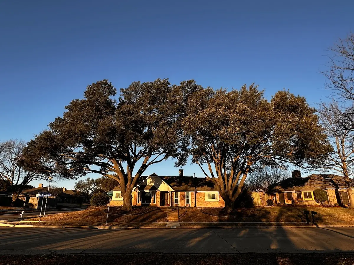 Established residential canopy tree shading a home in Lilburn